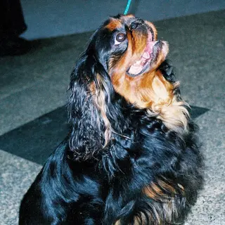 English Toy Spaniel
