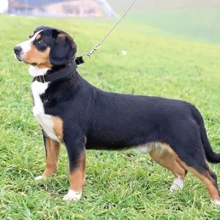 Entlebucher Mountain Dog