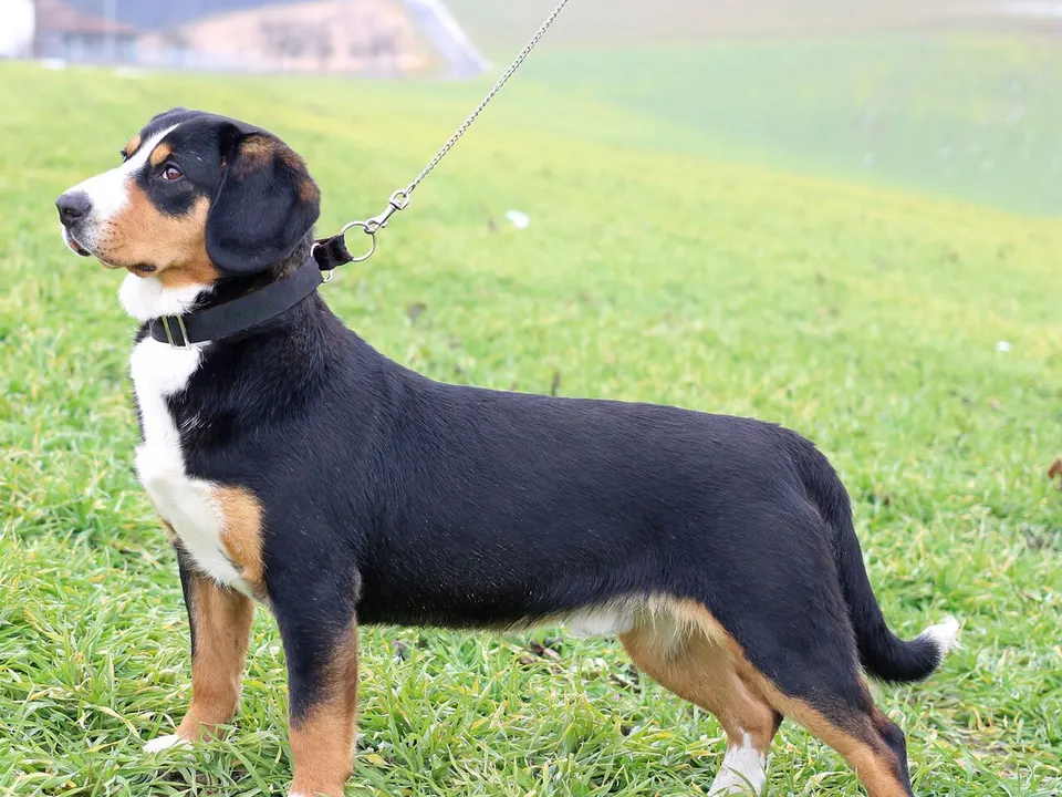 Entlebucher Mountain Dog