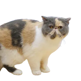Exotic Shorthair