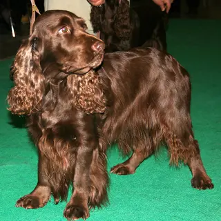 Field Spaniel