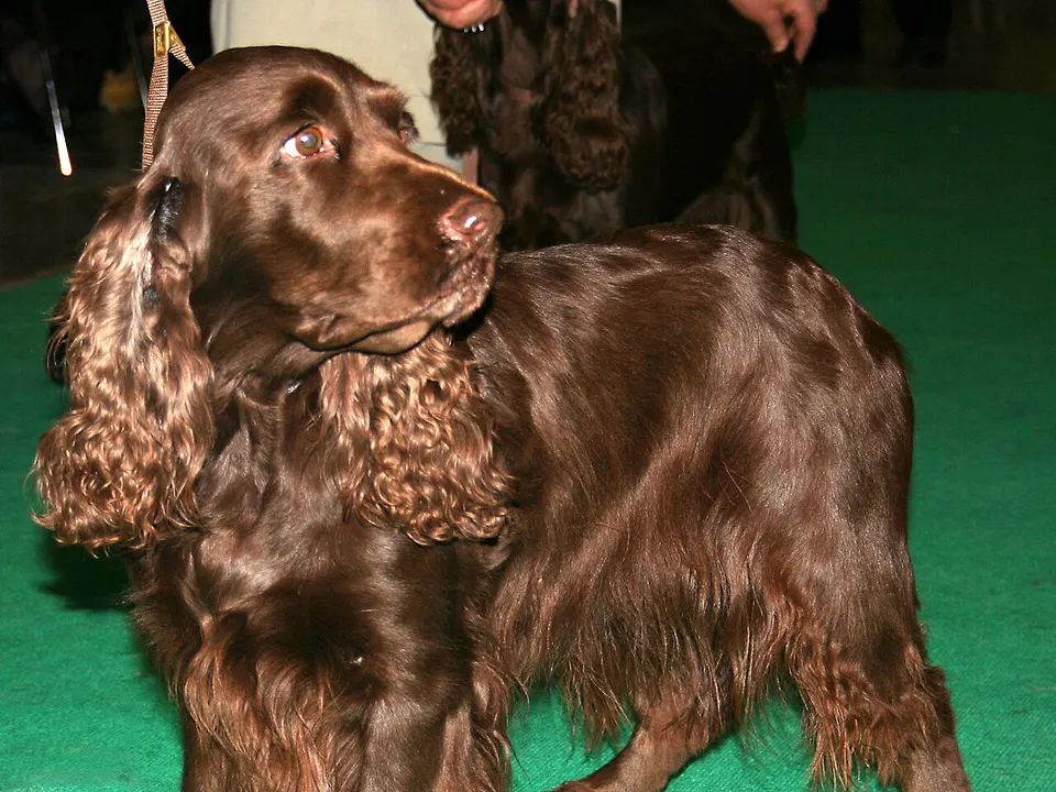 Field Spaniel