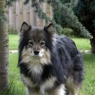 Finnish Lapphund