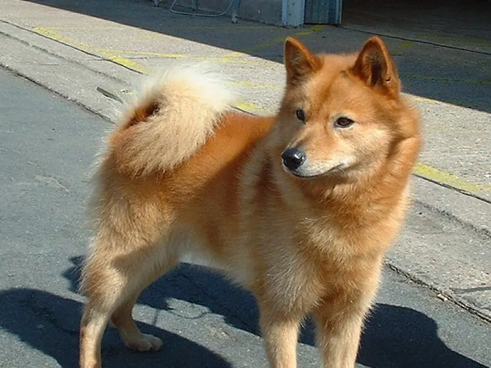 Finnish Spitz