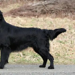 Flat-Coated Retriever