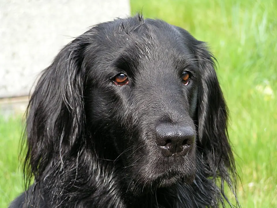 Flat-Coated Retriever