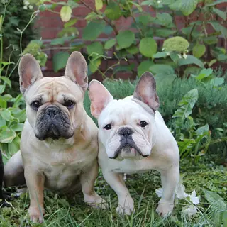 French Bulldog
