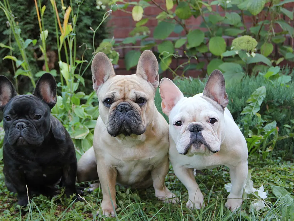 French Bulldog