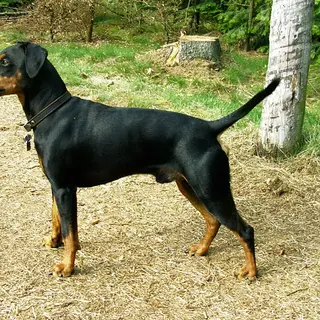 German Pinscher