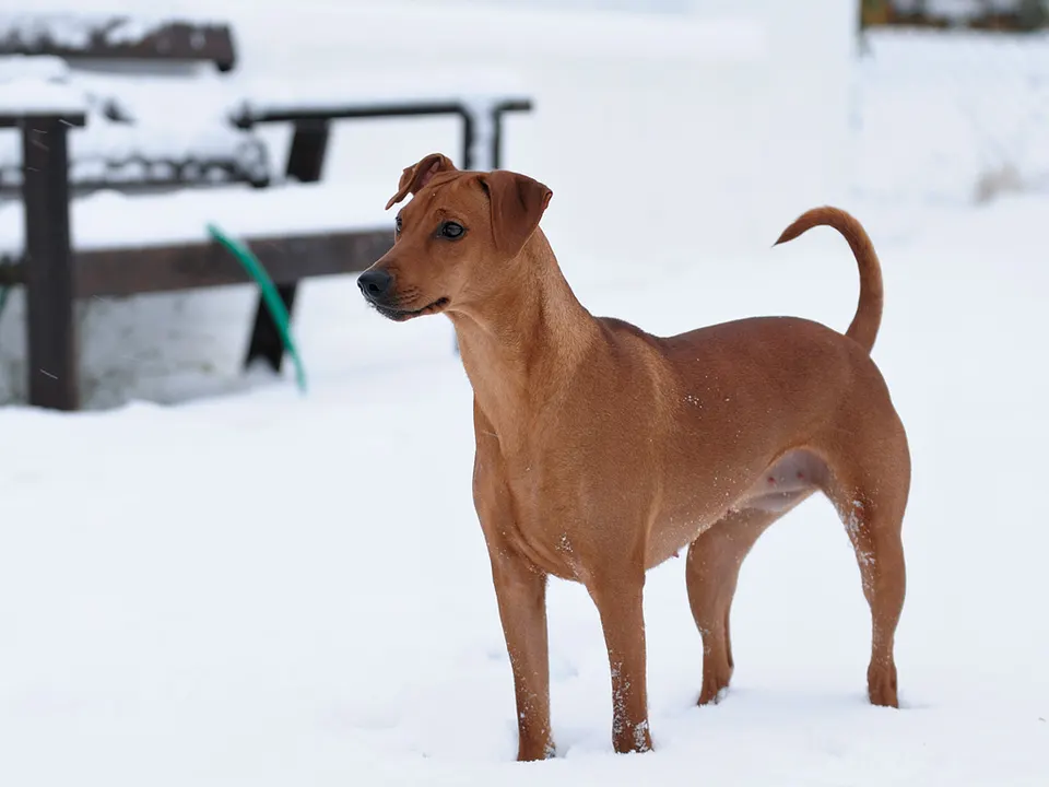 German Pinscher