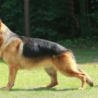 German Shepherd Dog