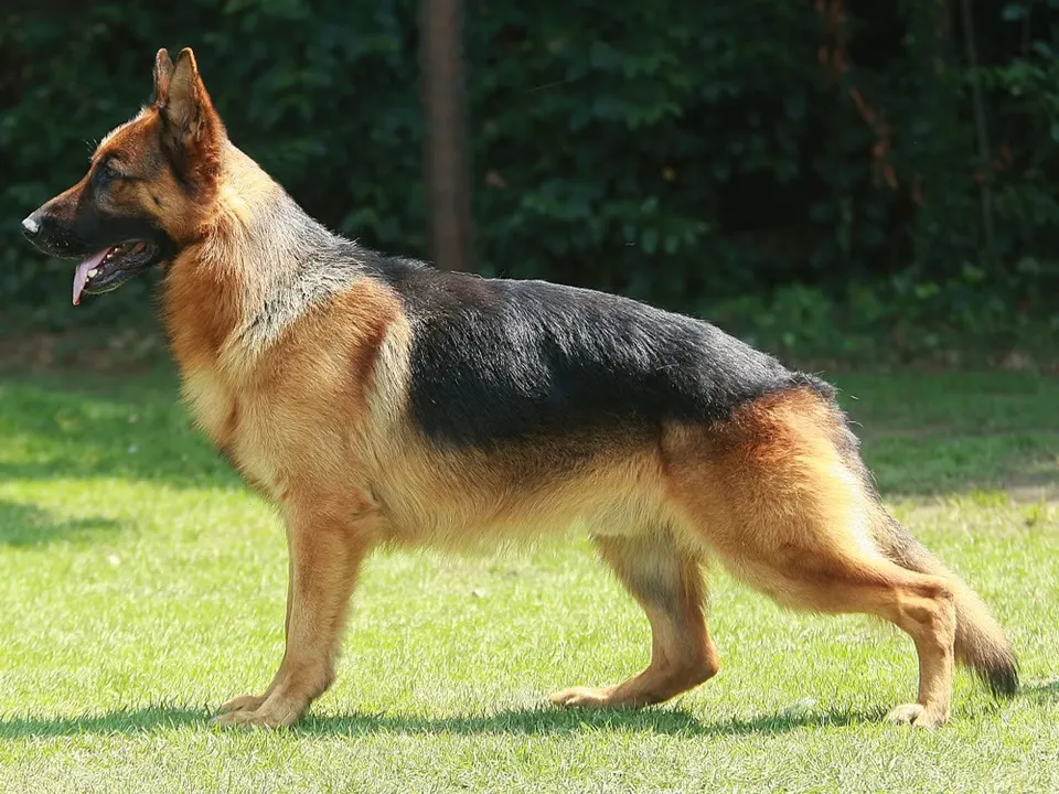 German Shepherd Dog