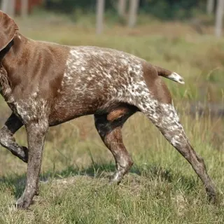 German Shorthaired Pointer