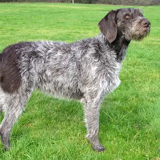 German Wirehaired Pointer
