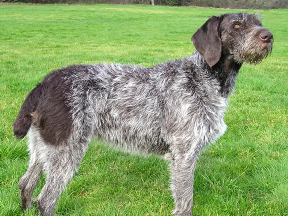 German Wirehaired Pointer