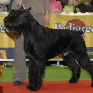 Giant Schnauzer