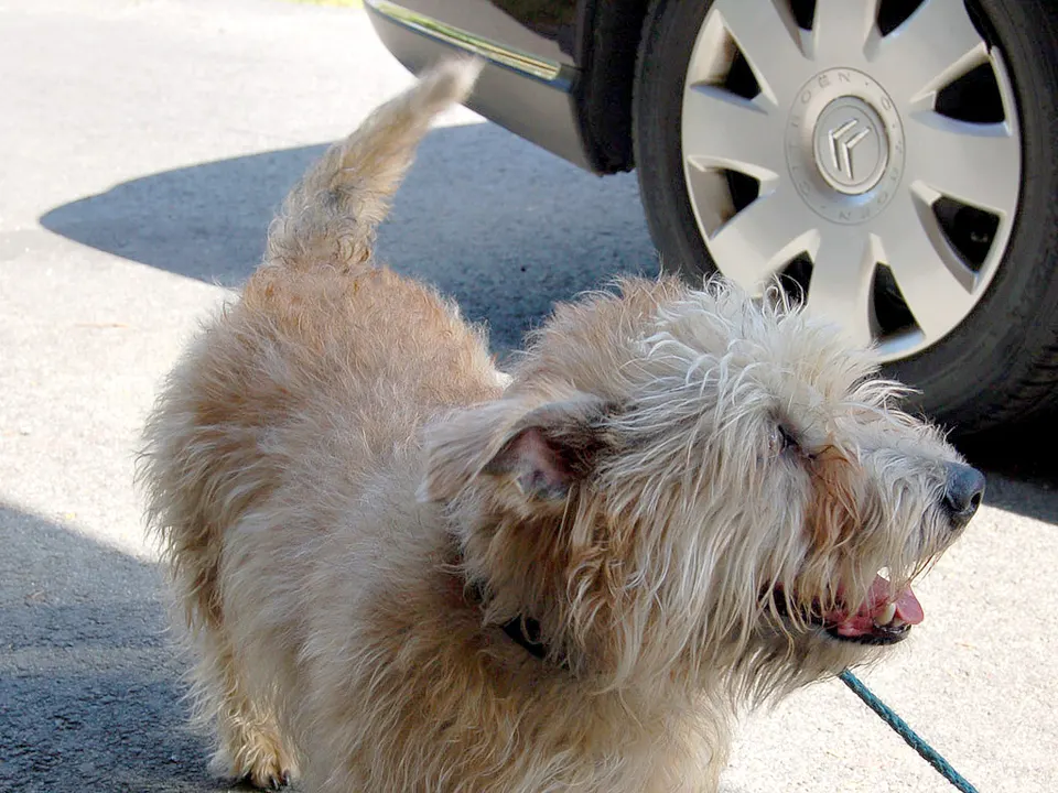 Glen of Imaal Terrier