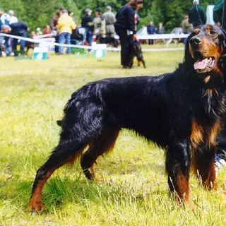 Gordon Setter