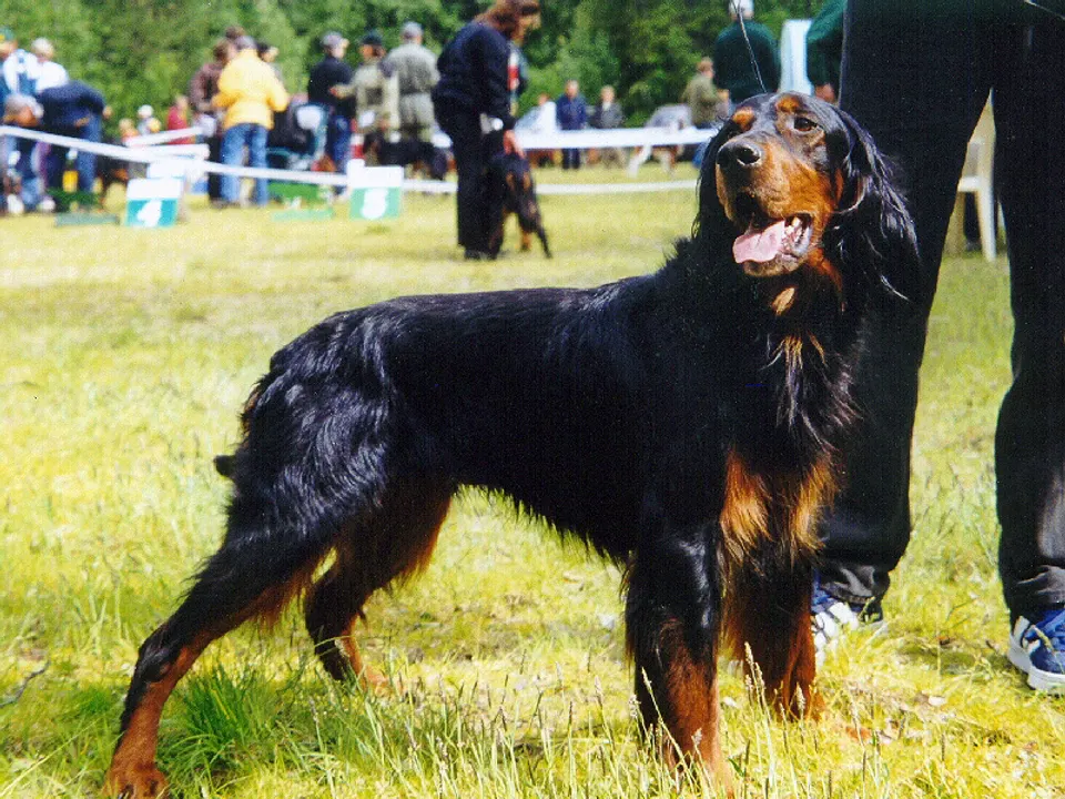 Gordon Setter