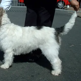 Grand Basset Griffon Vendéen