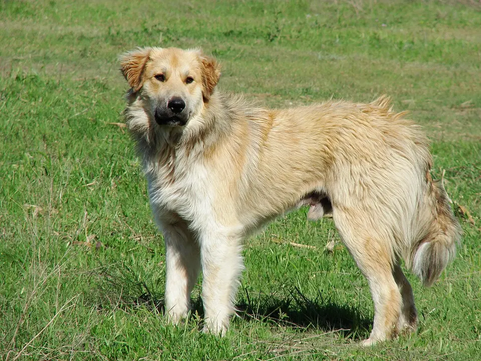 Great Pyrenees