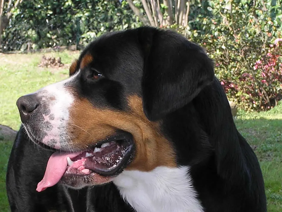 Greater Swiss Mountain Dog