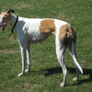 Greyhound