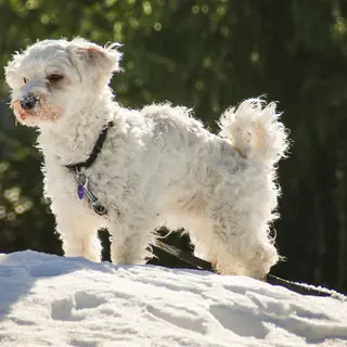 Havanese