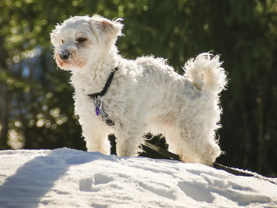 Havanese