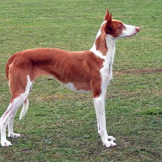 Ibizan Hound