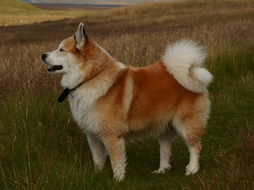 Icelandic Sheepdog