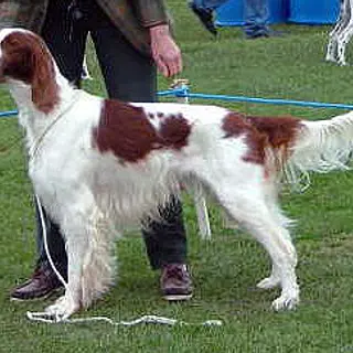 Irish Red and White Setter