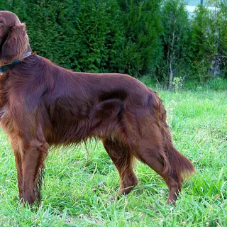 Irish Setter