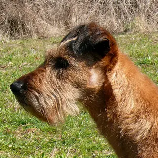 Irish Terrier