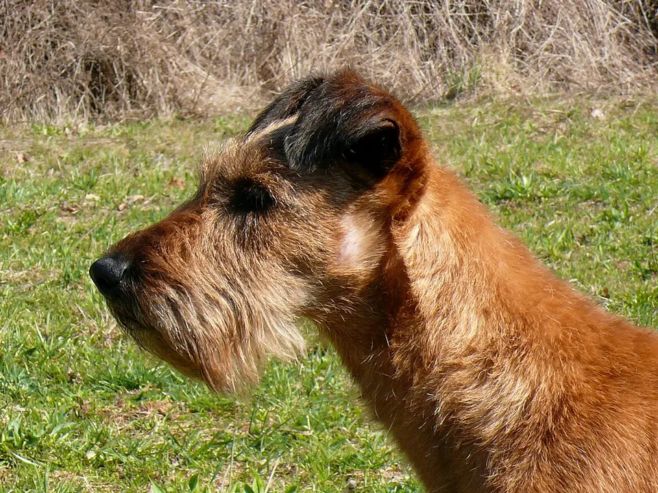 Irish Terrier