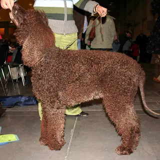 Irish Water Spaniel