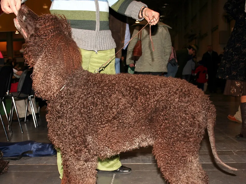 Irish Water Spaniel