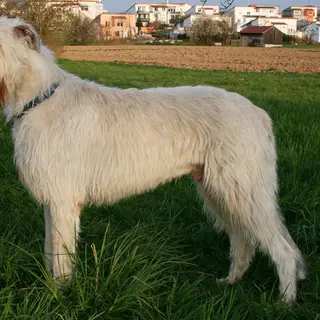 Irish Wolfhound