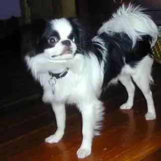 Japanese Chin