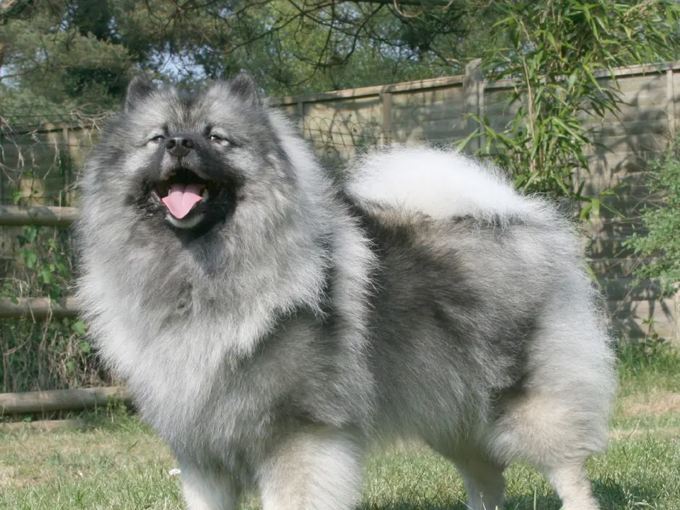 Keeshond