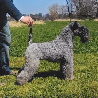 Kerry Blue Terrier