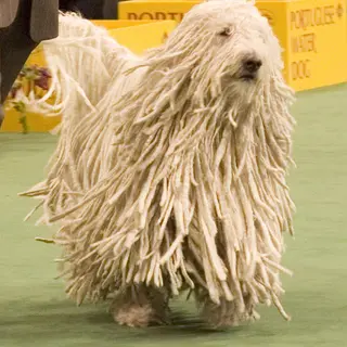 Komondor