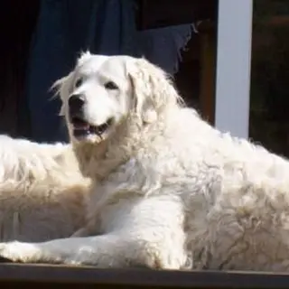 Kuvasz