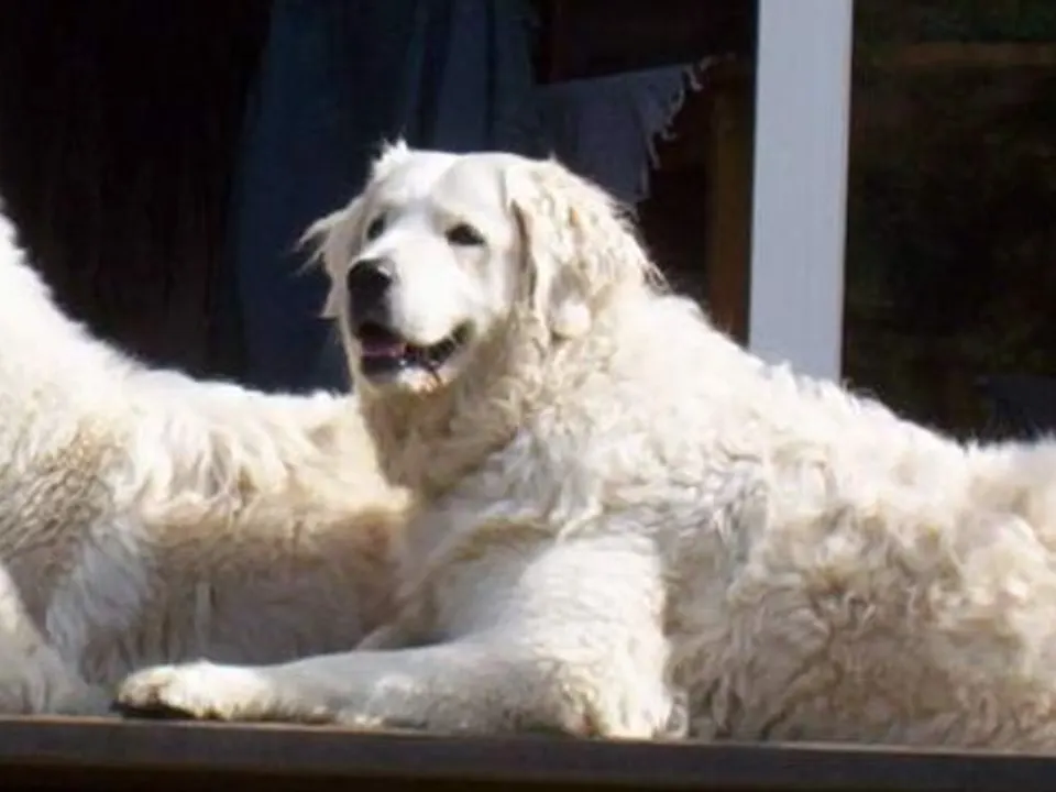 Kuvasz
