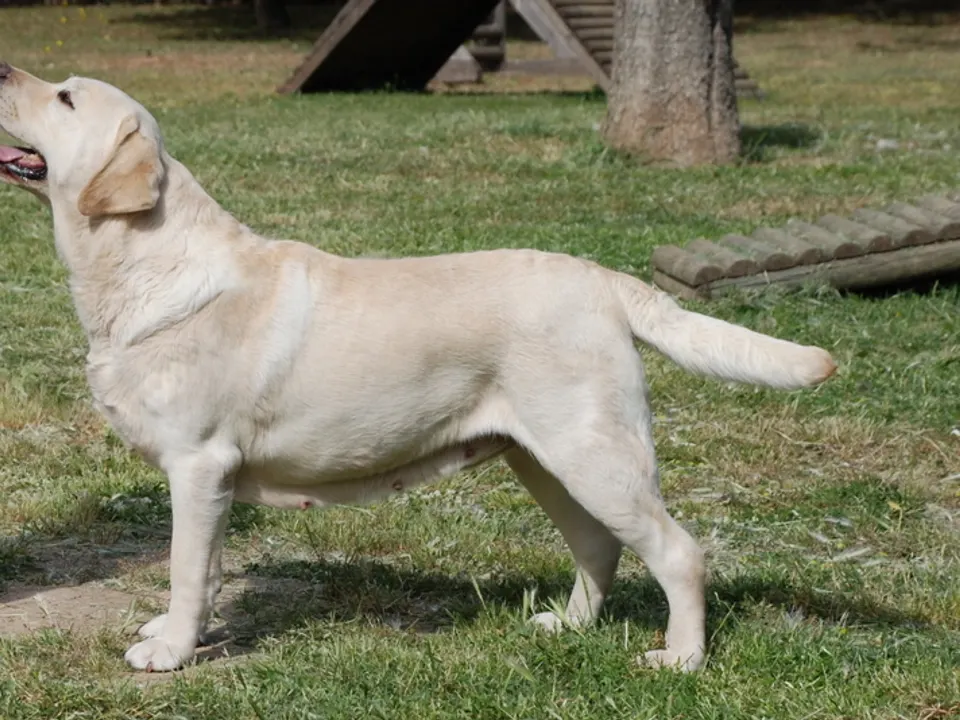 Labrador Retriever