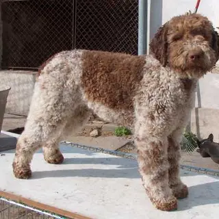Lagotto Romagnolo