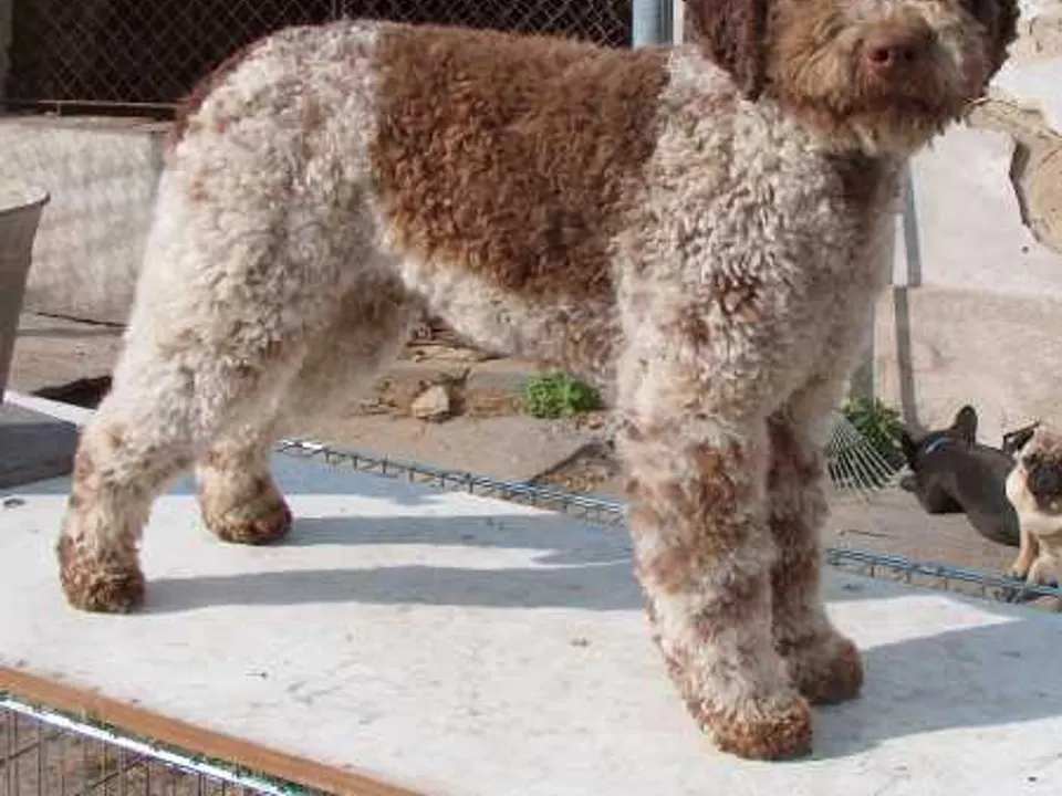 Lagotto Romagnolo