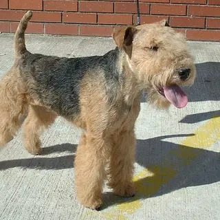 Lakeland Terrier
