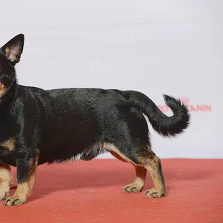 Lancashire Heeler
