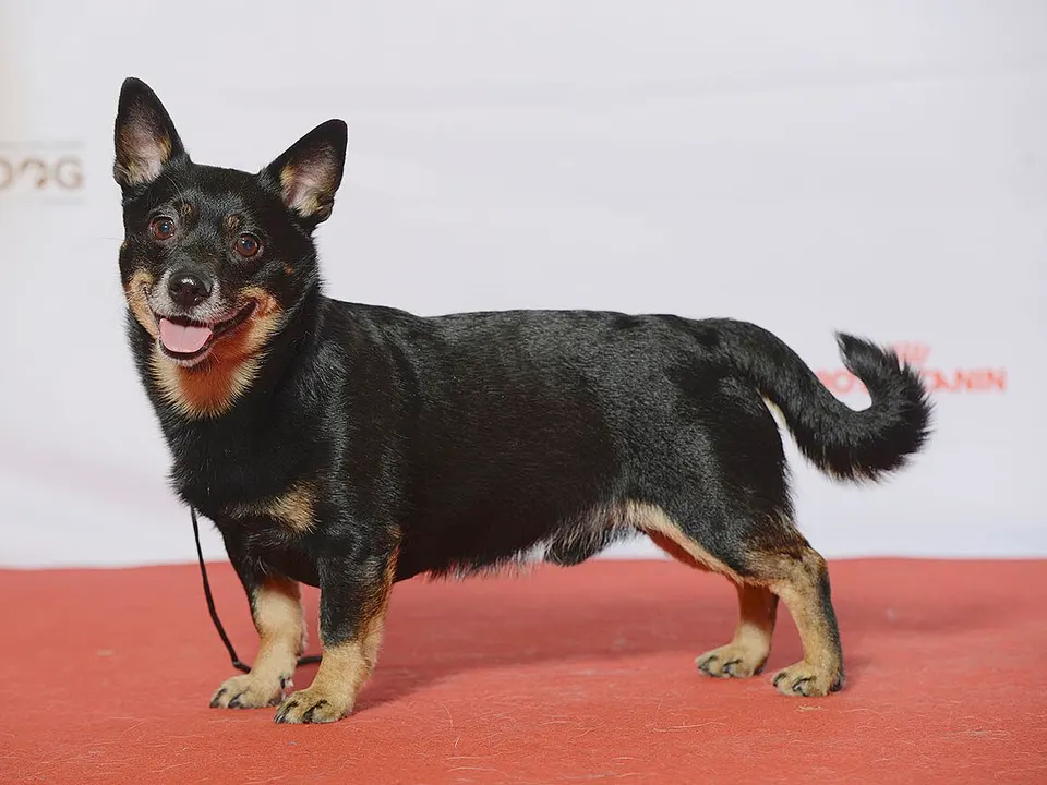 Lancashire Heeler